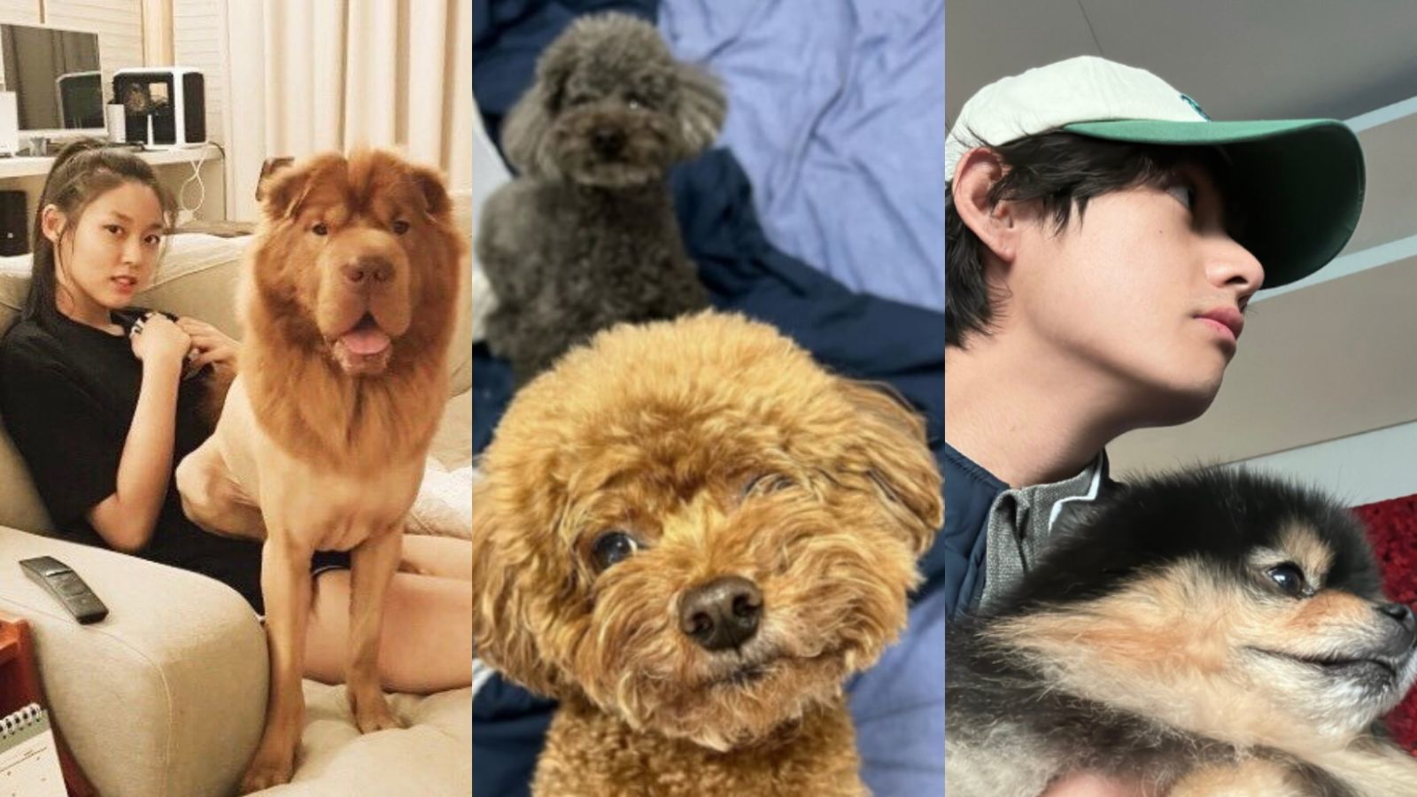 Солонгос оддын дэгжин тэжээвэр амьтад